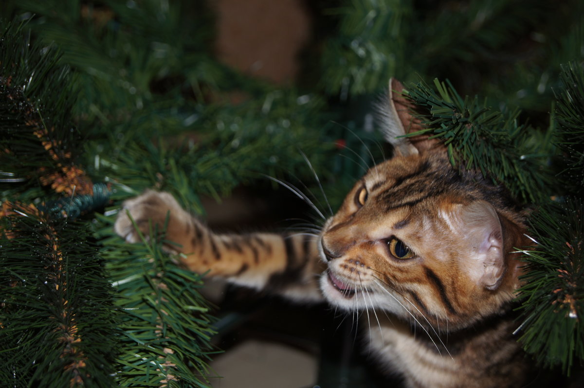 Кошка 1 - morgo 