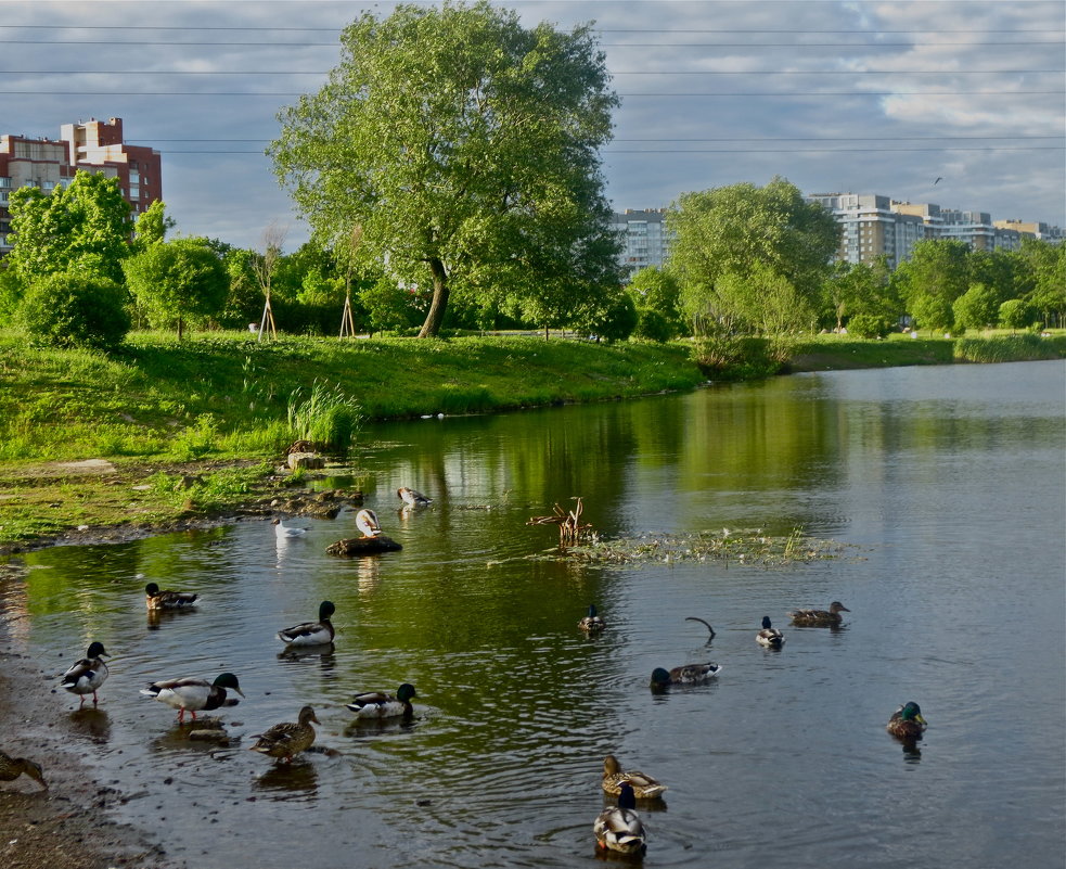 городская дичь - Елена 