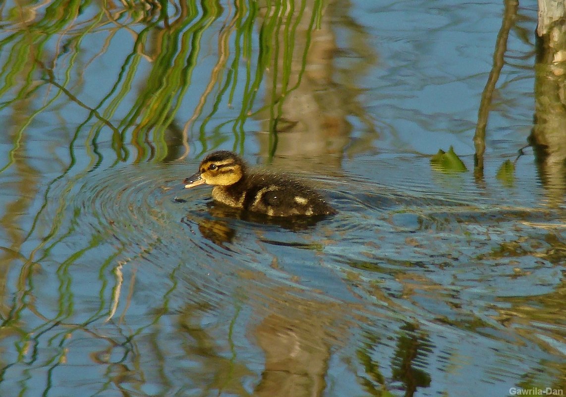 *** - gawrilа - dan