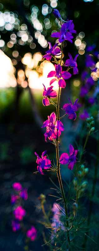 Flowers - Сергей Сиваш