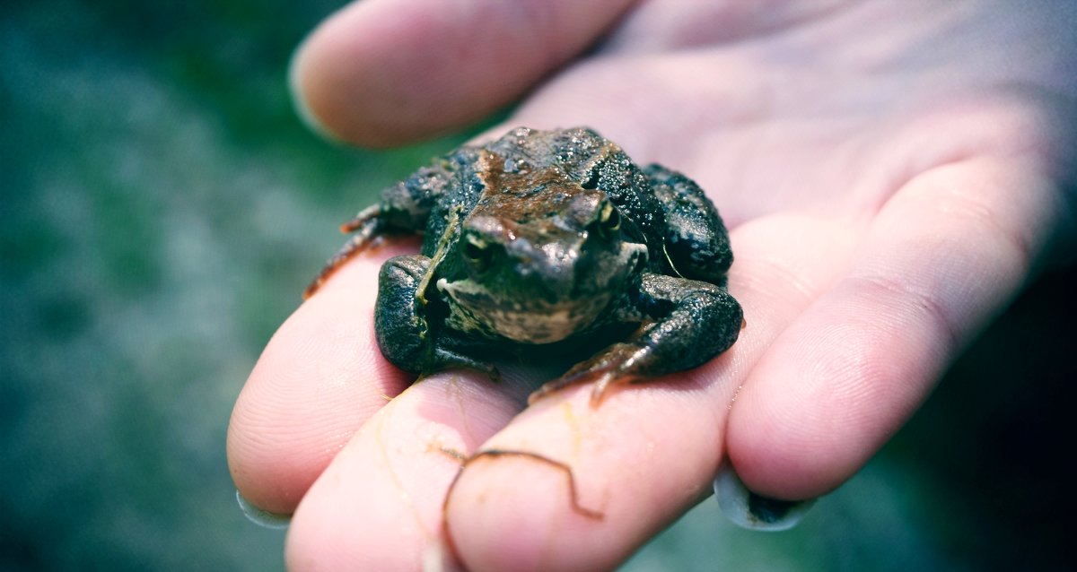 на ладони - Ирина Кочкарева