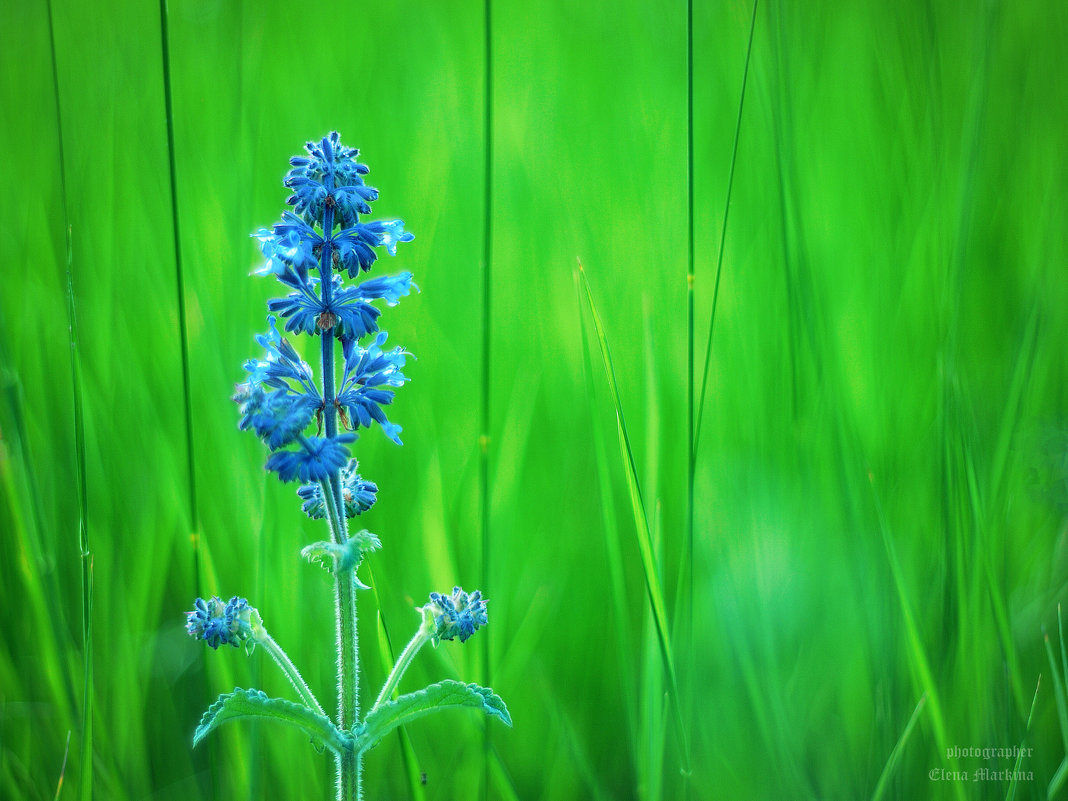 *** - Елена Маркина 