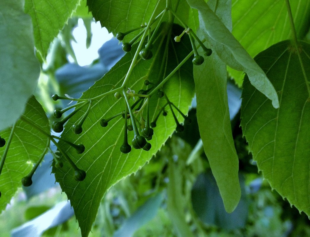 ЛИПА - VADIM *****