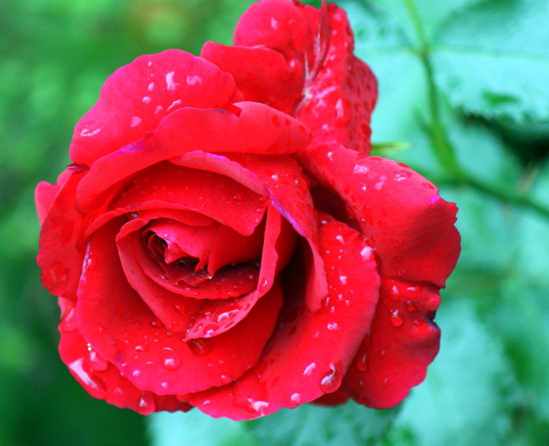 После дождя. - оля san-alondra После дождя. - оля san-alondra