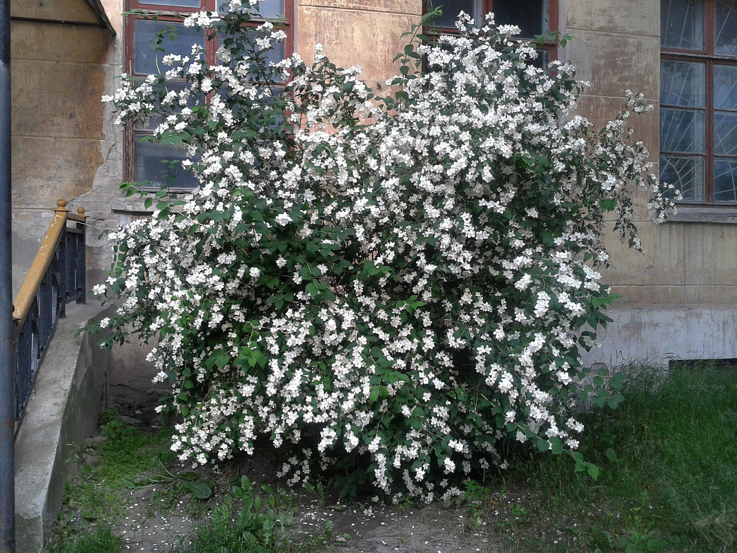 *** - Валентина Береснева