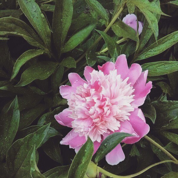 peony & rain (mobile photos) - Василиса Керн