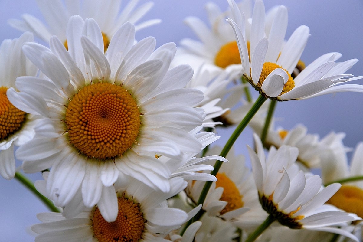 Ромашковое лето - Татьяна Захарова Ромашковое лето - Татьяна Захарова