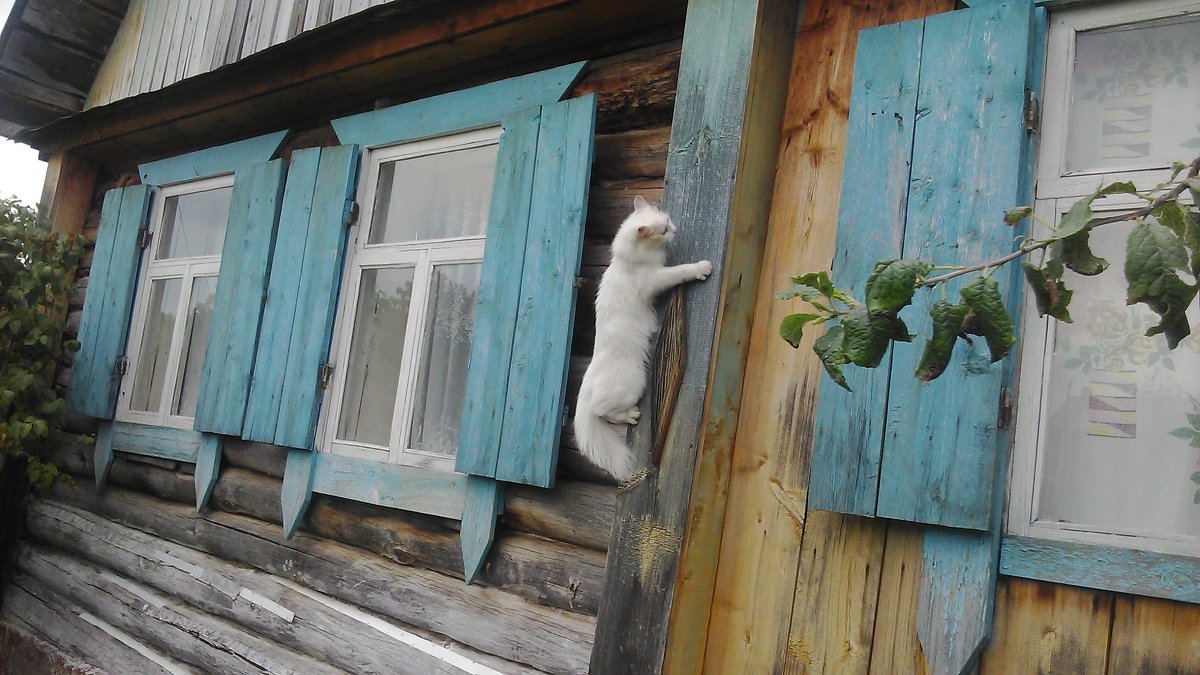 Кошка - домолазка - Владимир Ростовский 