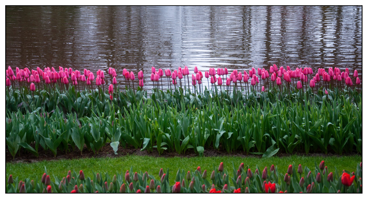 Keukenhof - france6072 Владимир