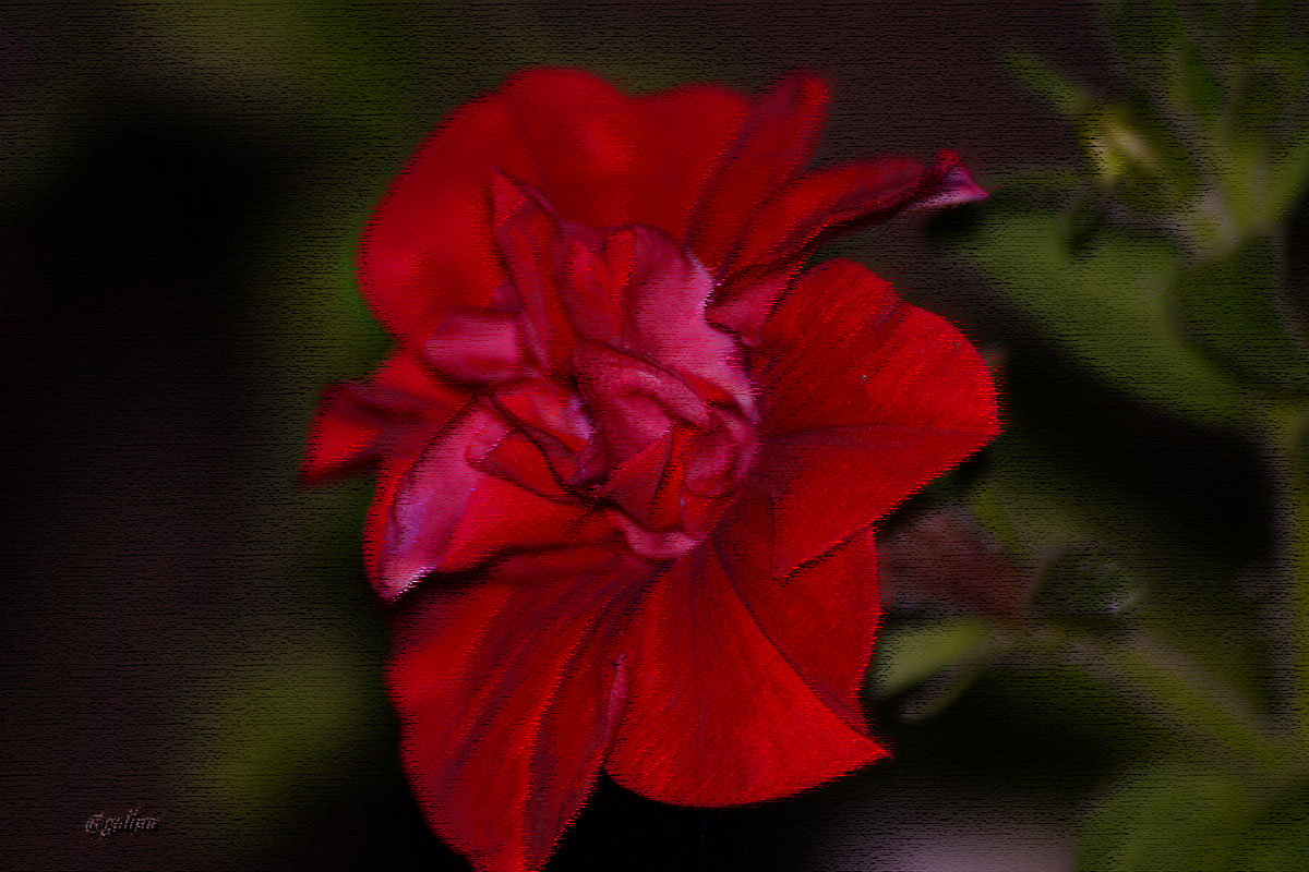 Петуния - galina tihonova Петуния - galina tihonova