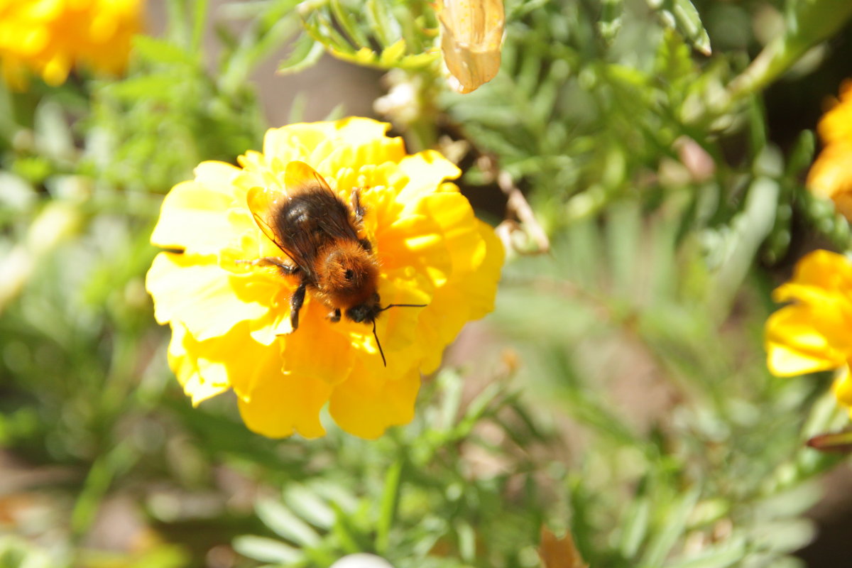 Завтрак шмеля - Наталья Якубаева