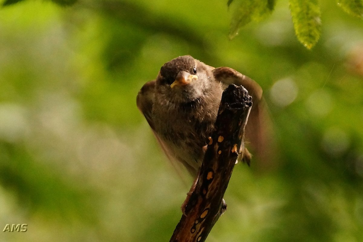 Ну и птеня !!!! - kolyeretka Ну и птеня !!!! - kolyeretka