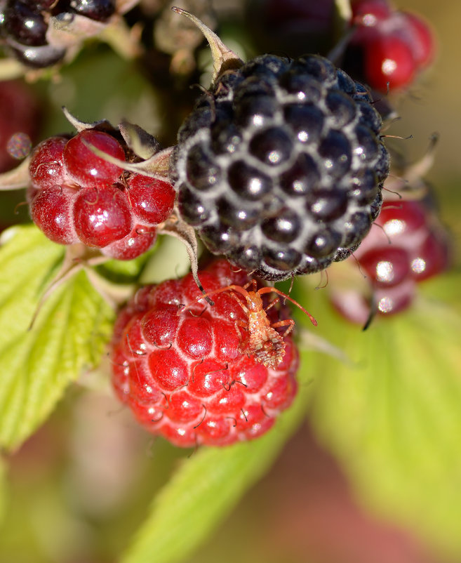 Конкурент. - Юрий Скрипченков Конкурент. - Юрий Скрипченков