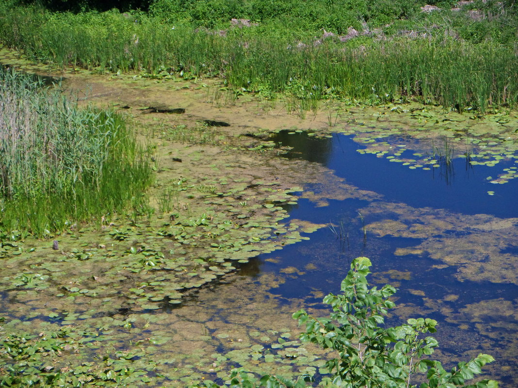 *** - Наталия С-ва