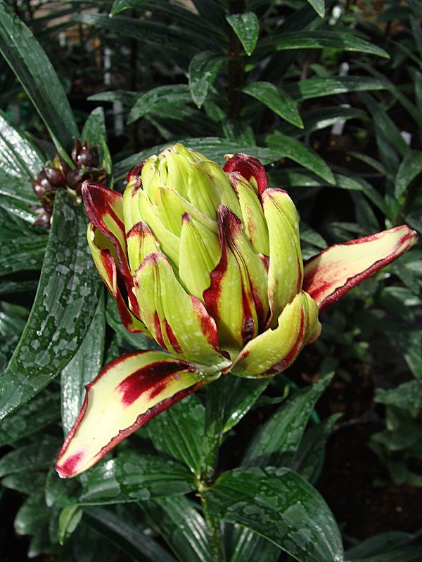 Лилия - laana laadas