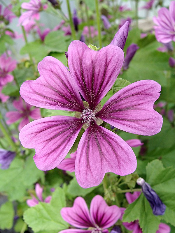 Мальва Лесная "Мистик Мерлин " - laana laadas