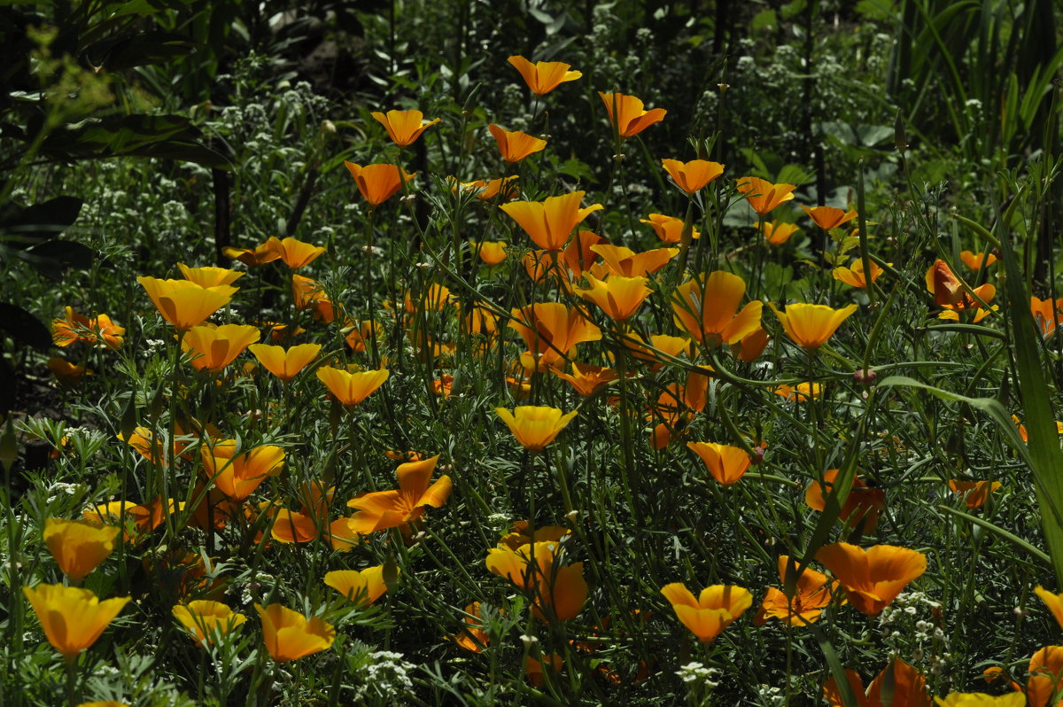 Эшольция Калифорнийский мак. Esholtzia. California Poppy - Юрий Воронов