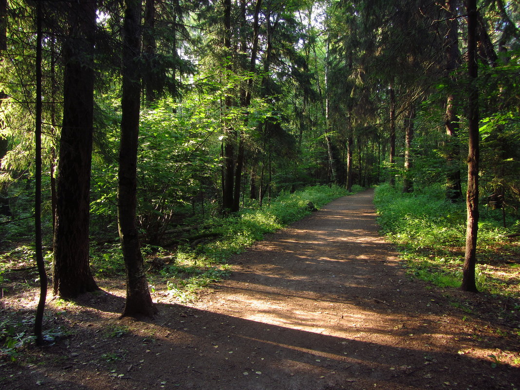 Ближний ельник (дальний за МКАДом) - Андрей Лукьянов Ближний ельник (дальний за МКАДом) - Андрей Лукьянов