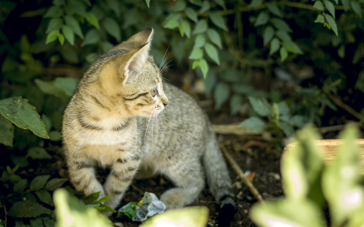 Котэ - раф 