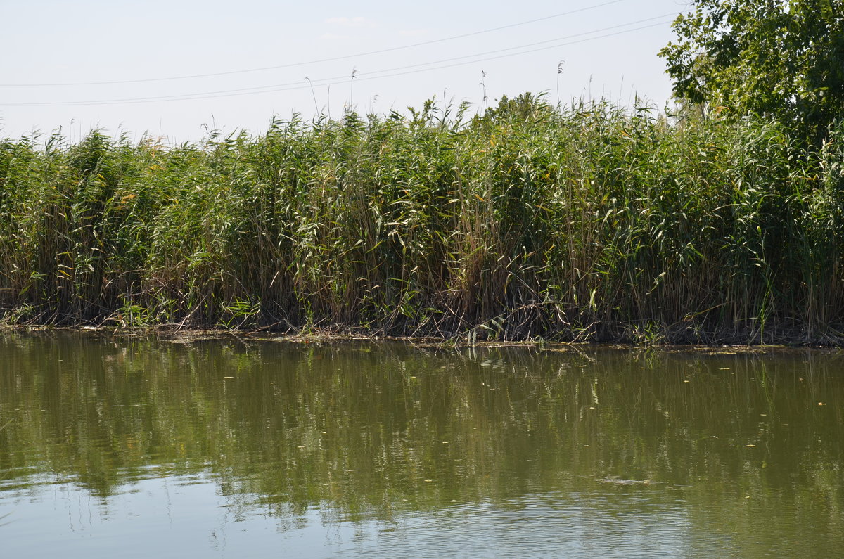 Ростовская обл. - Наталья Мельникова