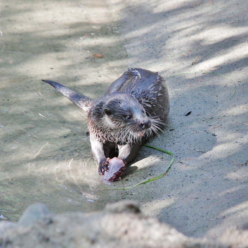 7961 За едой - Аркадий Лаптенко