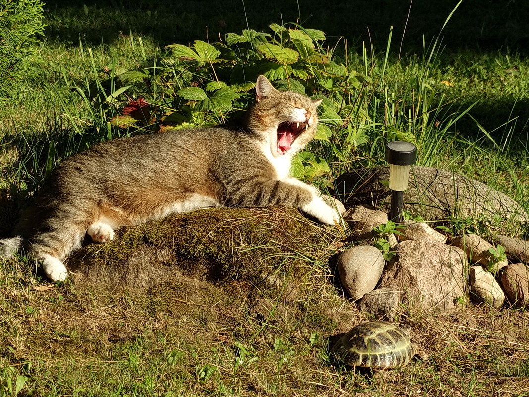 Ответственное поручение:смотреть за Шустриком. - Владимир Гилясев