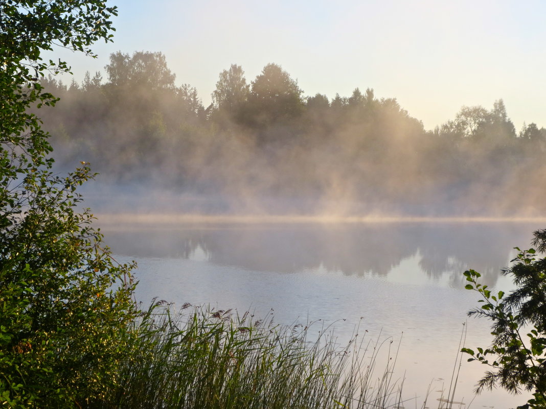 утренний туман - Елена 