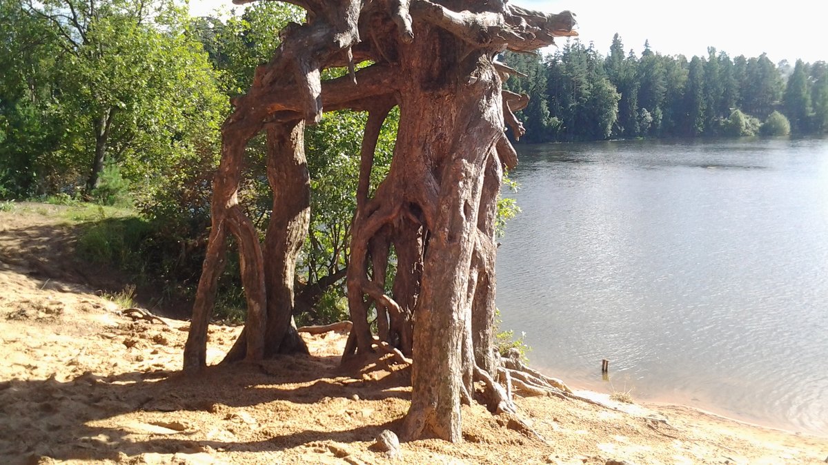 Причуды побережья реки Оредеж.:) - Жанна Викторовна Причуды побережья реки Оредеж.:) - Жанна Викторовна