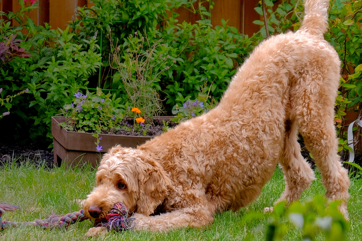 ну поиграйте же со мной! - Alexander Hersonski ну поиграйте же со мной! - Alexander Hersonski