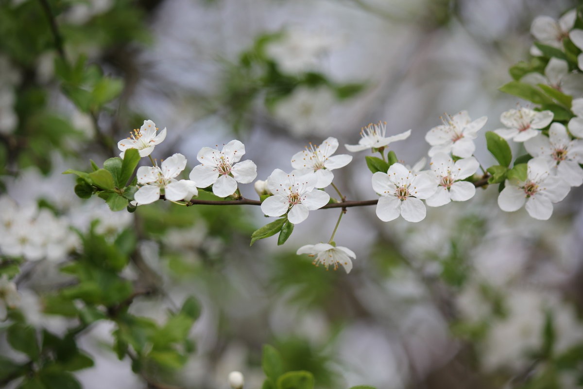 Цветочный хоровод-537. - Руслан Грицунь