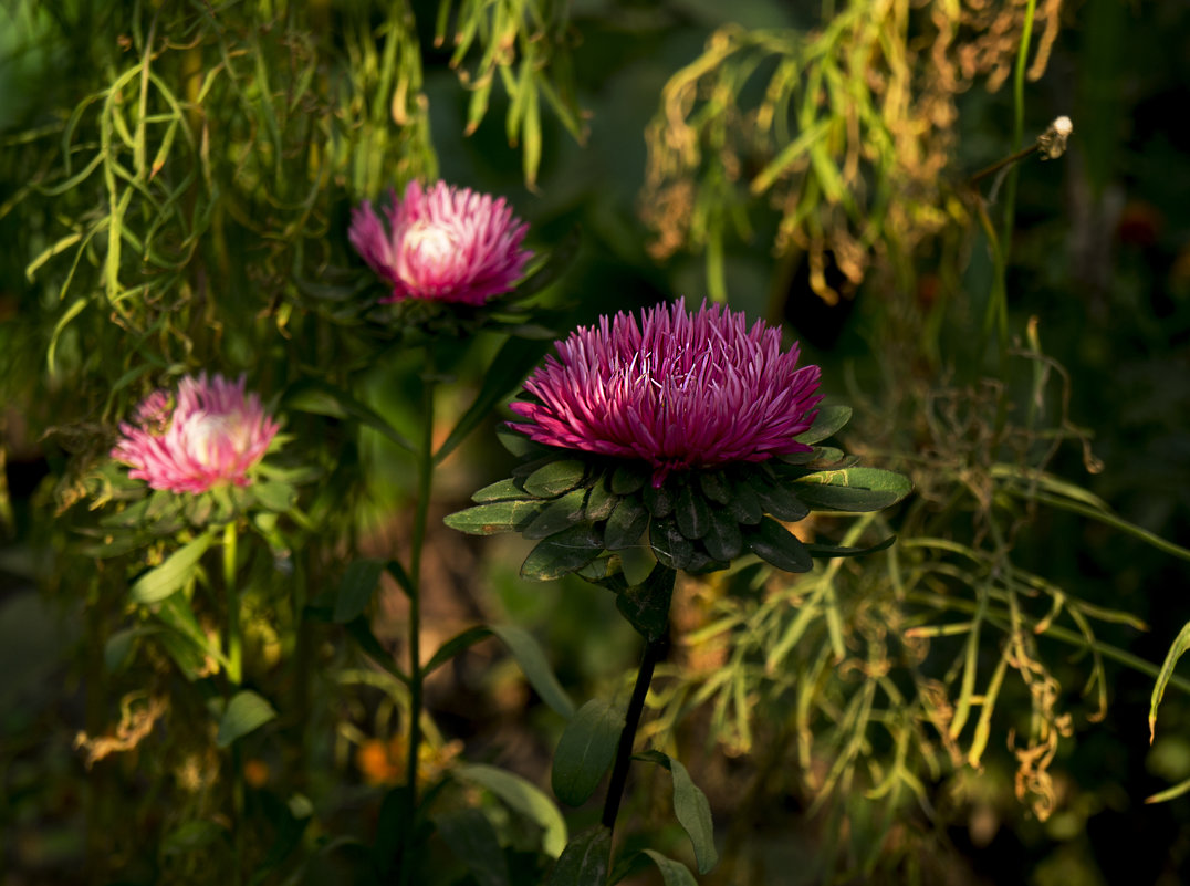 *** - Владимир Кроливец *** - Владимир Кроливец