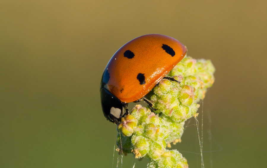 Божья коровка (лат. Coccinellidae) — семейство жуков. - Анна Чехович