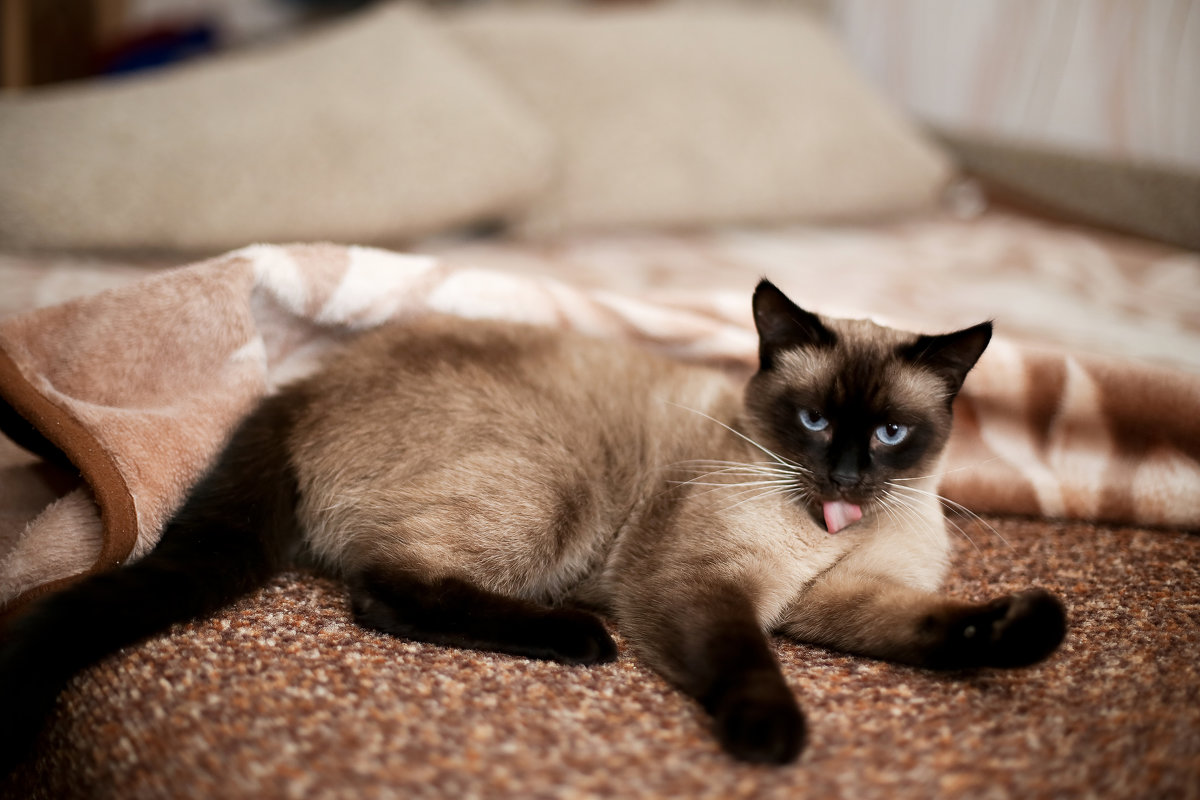 Мистер Лоу - Татьяна Михайлова