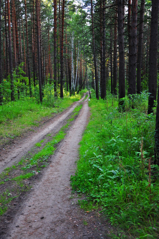 В лесу - Алексей http://fotokto.ru/id148151Морозов