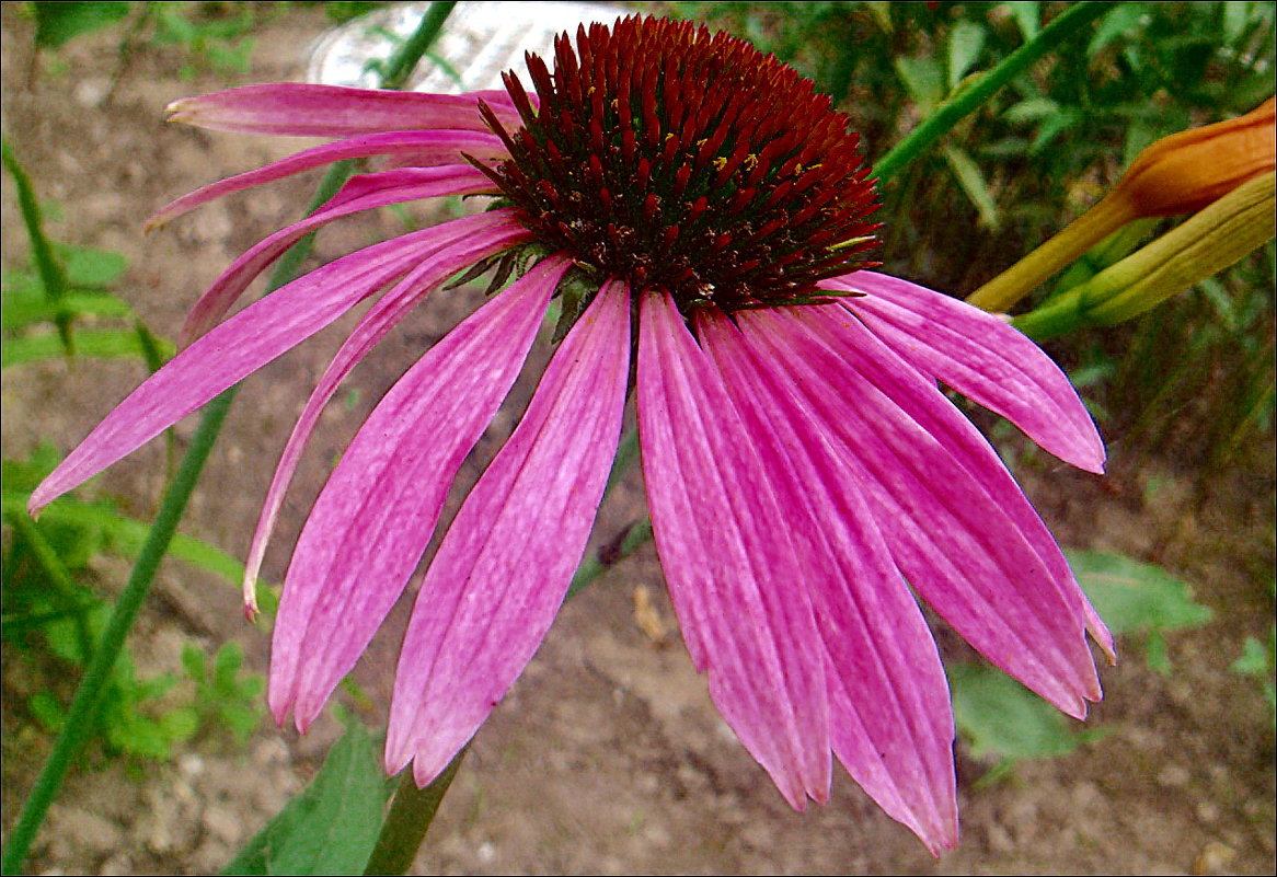 Эхинацея во всей красе - Нина Корешкова Эхинацея во всей красе - Нина Корешкова