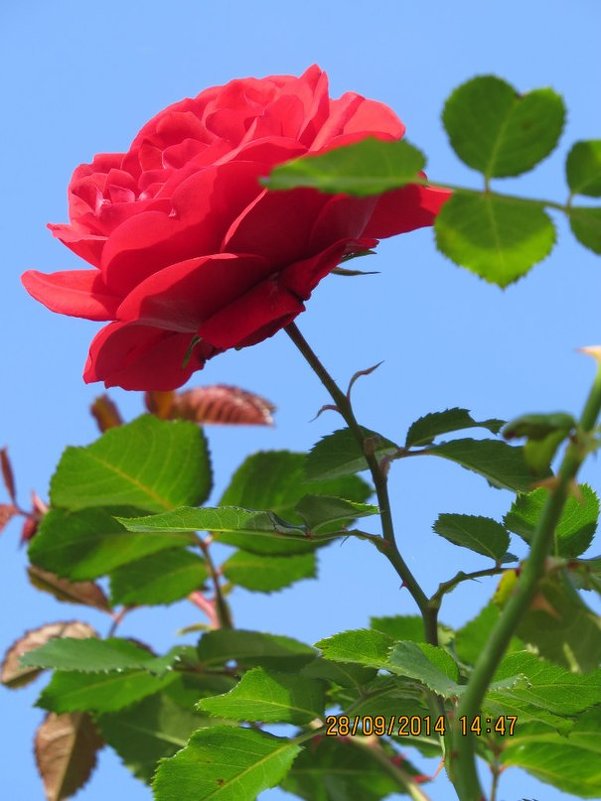 ПАРК РОЗ.ПРАГА - ОКСАНА ЮРЬЕВНА ШВЕЦ