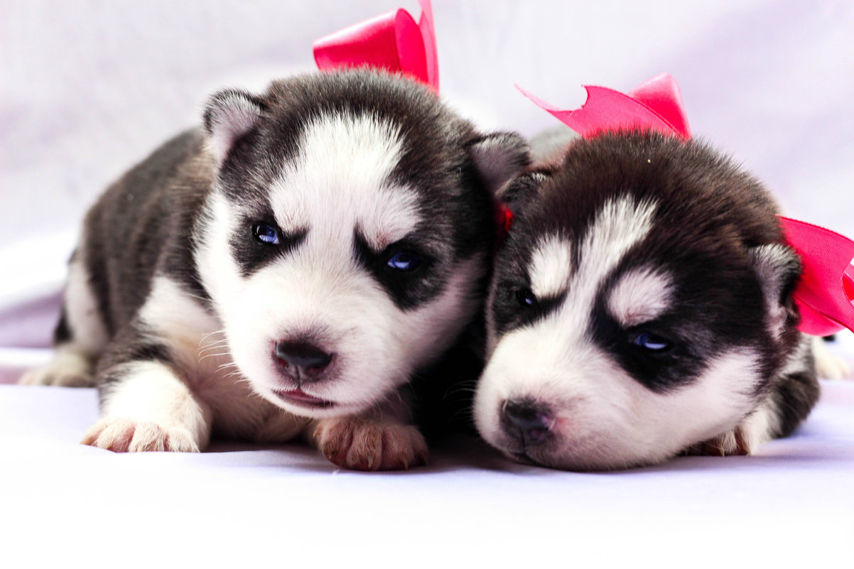 сестрички - Людмила Бадина