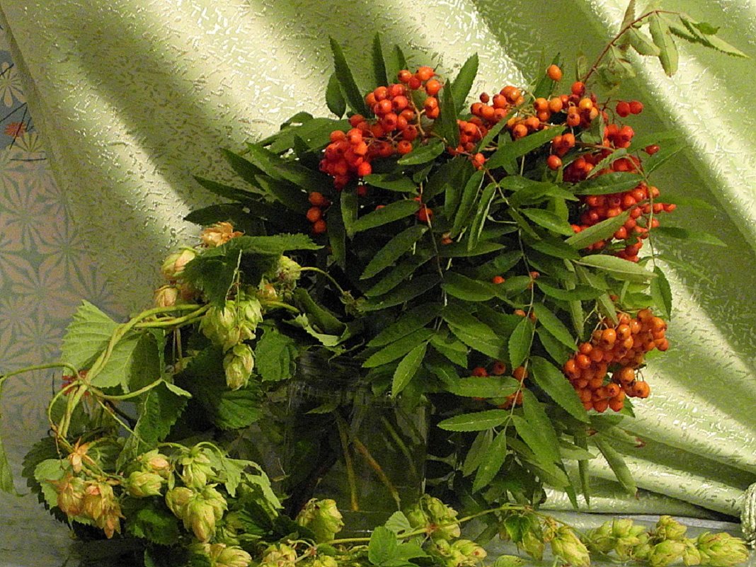 Рябина во хмелю. - nadyasilyuk Вознюк