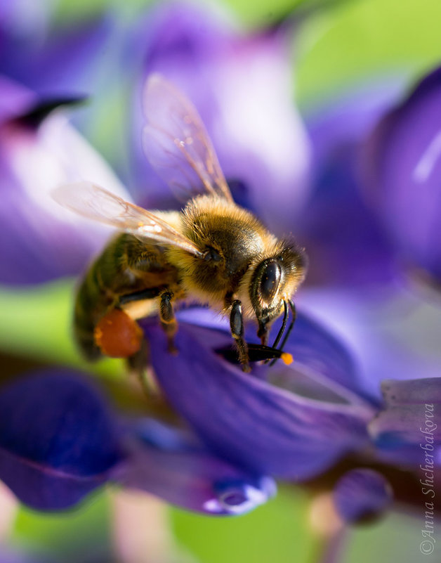 *** - Анна Щербакова