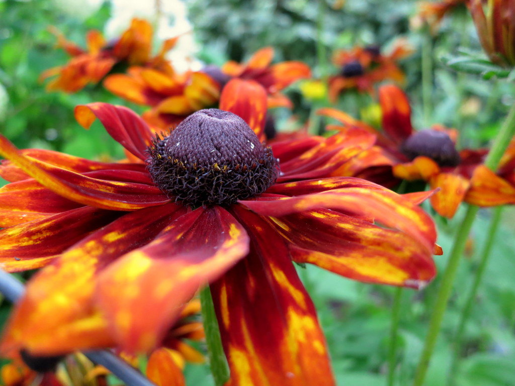 Гелениум - Валентина Жукова Гелениум - Валентина Жукова