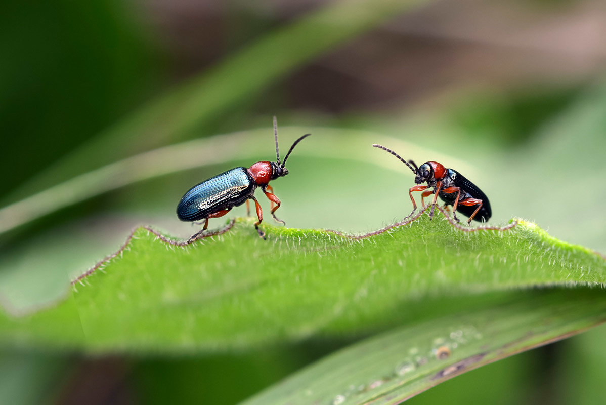 Соперники - Геннадий Супрун Соперники - Геннадий Супрун
