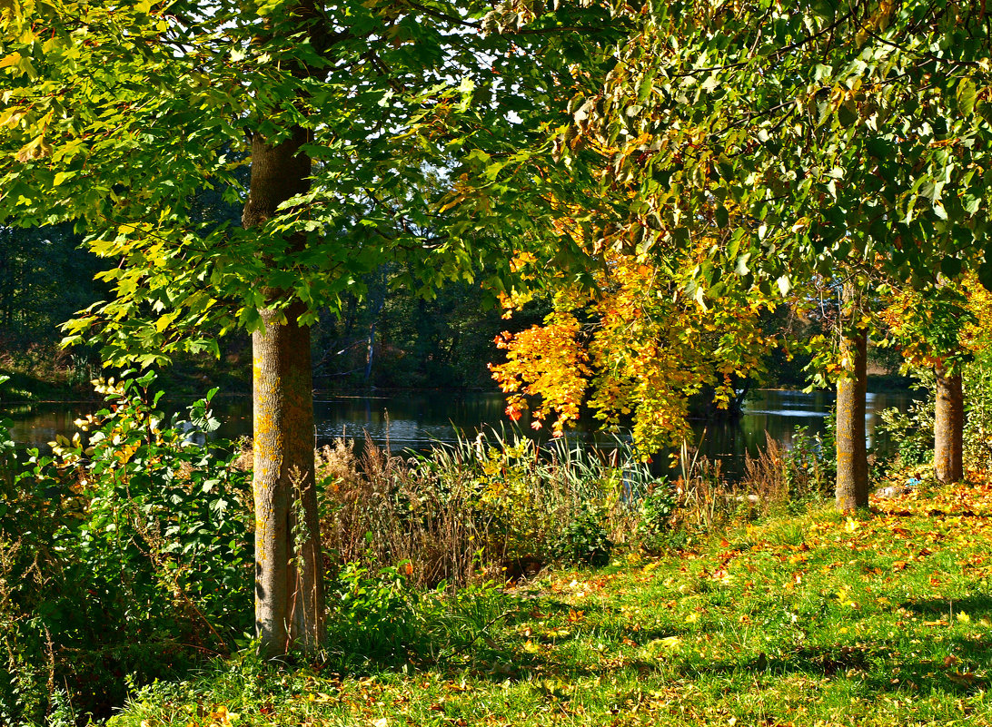 ... - Алексей Жуков ... - Алексей Жуков