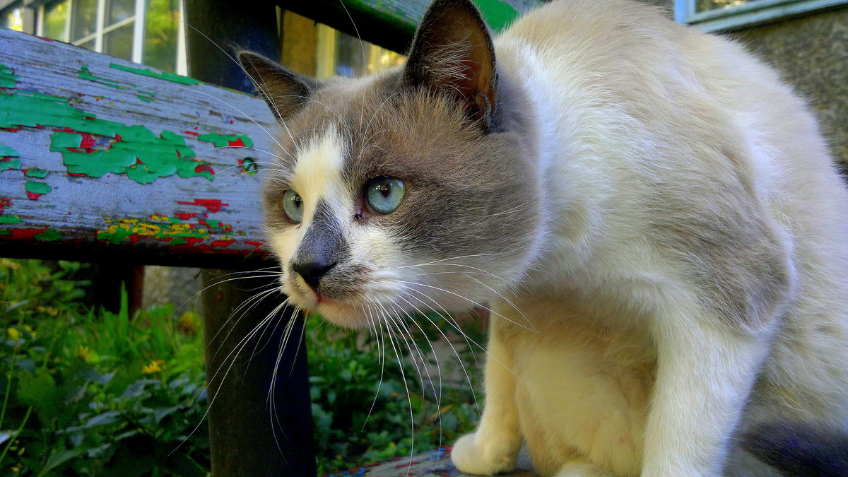 стойка на чужака - Александр Прокудин