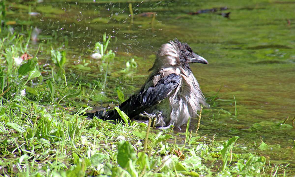 Банный день - ирина Пронина