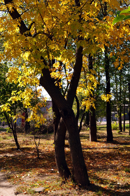 танго - Zhanna Yrkovskaua 