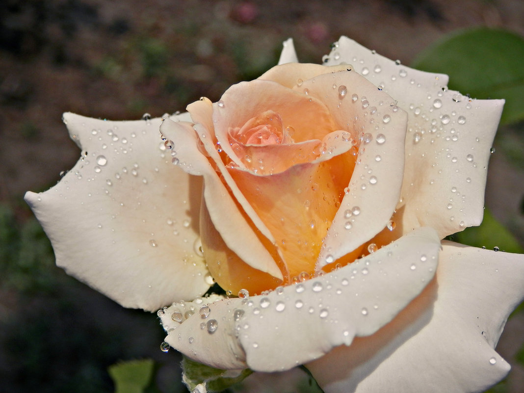 Утренняя Роза - Мария Попова