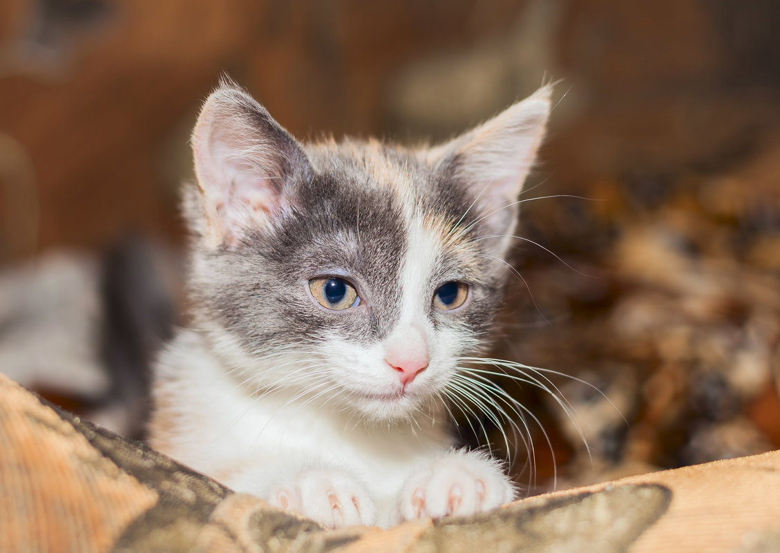 Мурка - Сергей Сол