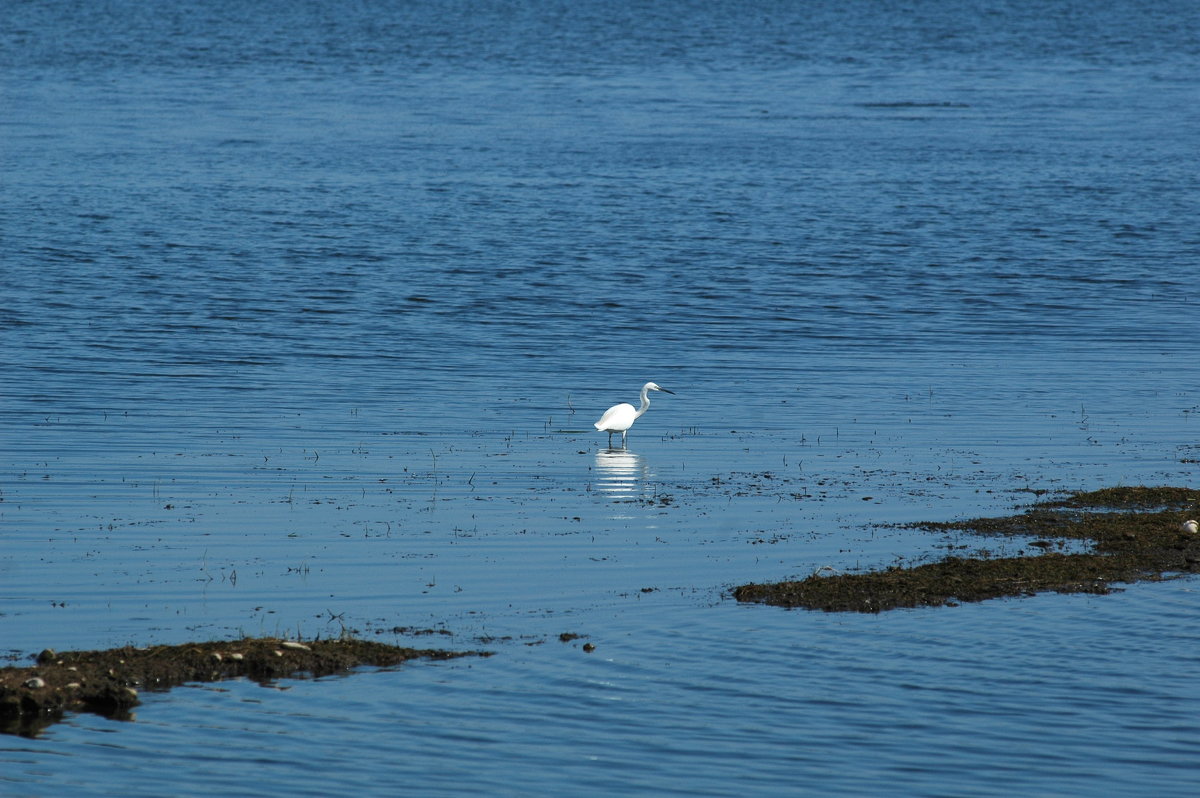 цапля - Светлана Прилуцких