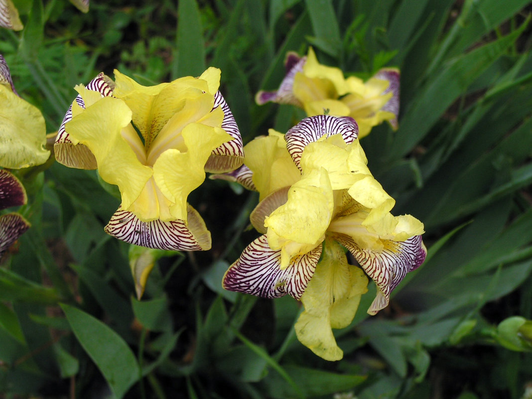 Ирис - Людмила Павловна Крышковец