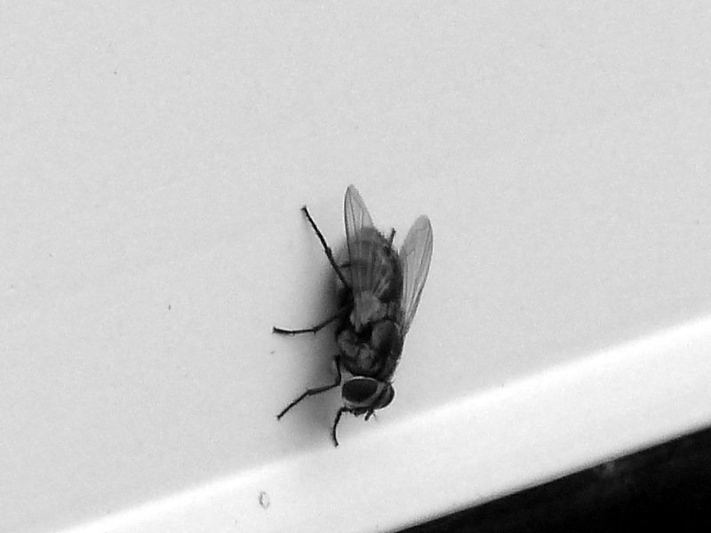 мух. - Пётр Беркун мух. - Пётр Беркун